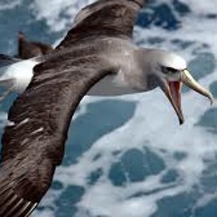 albatross