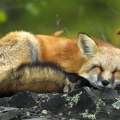 Blackwervolk - True Story(Fox Lullaby)