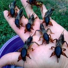 Gryllotalpa