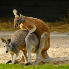 Sex Addiction Intervention (female voice)(HumorHotlines.com)