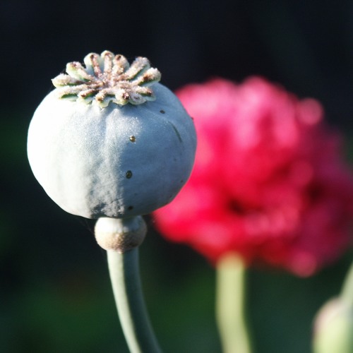 Adam Aston - Opium (1933)
