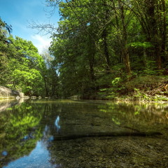 Forest River