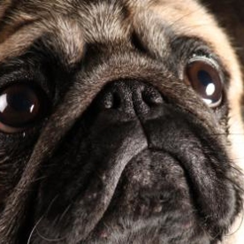 Them Chilled Groovy Vibes