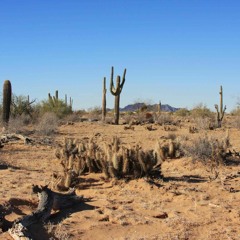 Cacto - Nico Pollitzer