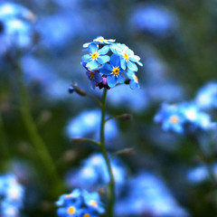 Judith Morrissey - Sweet Forget Me Not