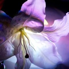 MoRpHO 青い華 remix sample