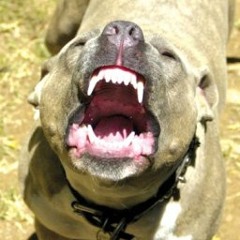 We Dogs (Red And Meth) Remix - FranTiK Featuring Spotty G Music