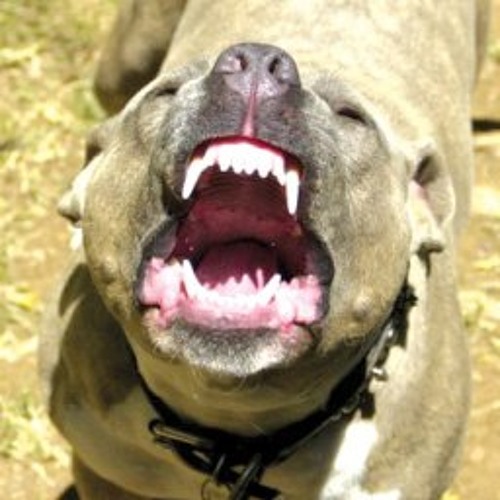 We Dogs (Red And Meth) Remix - FranTiK Featuring Spotty G Music
