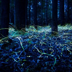 Fire Flies