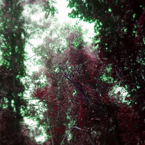 紫雲 (prod.ΔƧ†RФ)