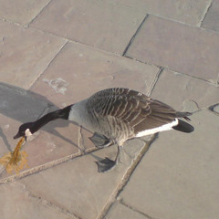 Tennis Court Paint Job [Dorrough vs Lorde]