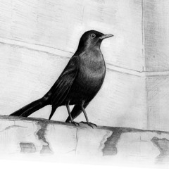 Blackbird (and Jack)