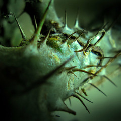 The Thorn