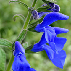 Salvia Patens