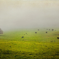 Green Pastures