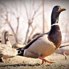 Jurrivh - Higher (Inspiring Outstanding Piano Rap Beat Hip Hop Instrumental 2015)