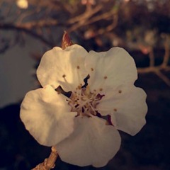 أحبه كلش بصوتي الجميل :)