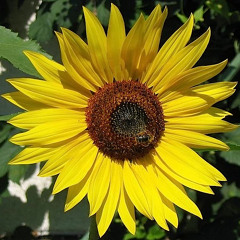 SONNENBLUMEN spoken word Rain Bronner music Chris  Chapman & Hannah Clifford FREE DOWNLOAD