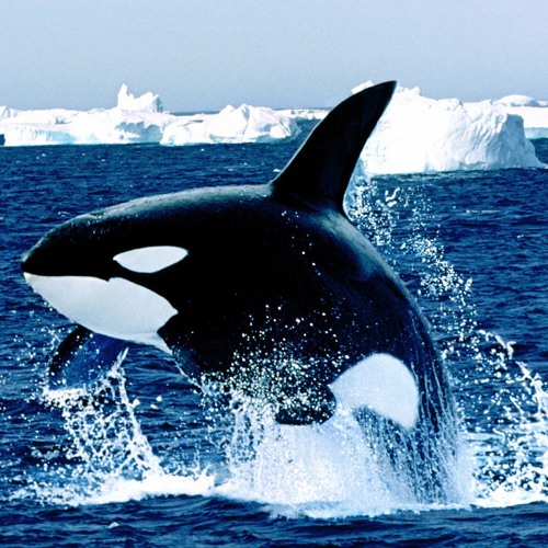 Orca