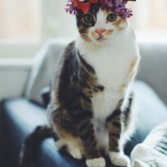 Bunga Di Telinga - Noh Salleh (cover)