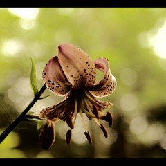 Ambient Demo Track 1