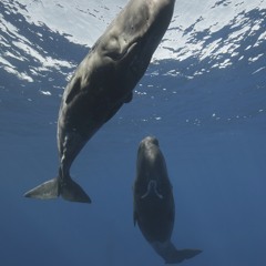 Spermwhale Gunshot