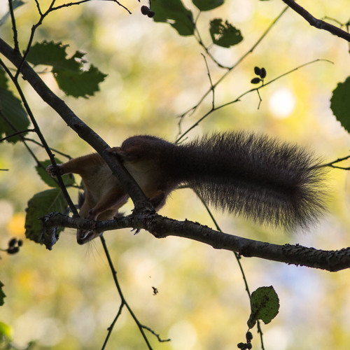 Eurasian Red Squirrel