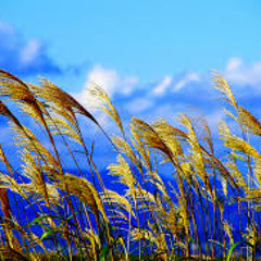"Breeze" w/ Counting Clouds