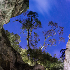 Frogs at Jenolan Caves, NSW, Australia