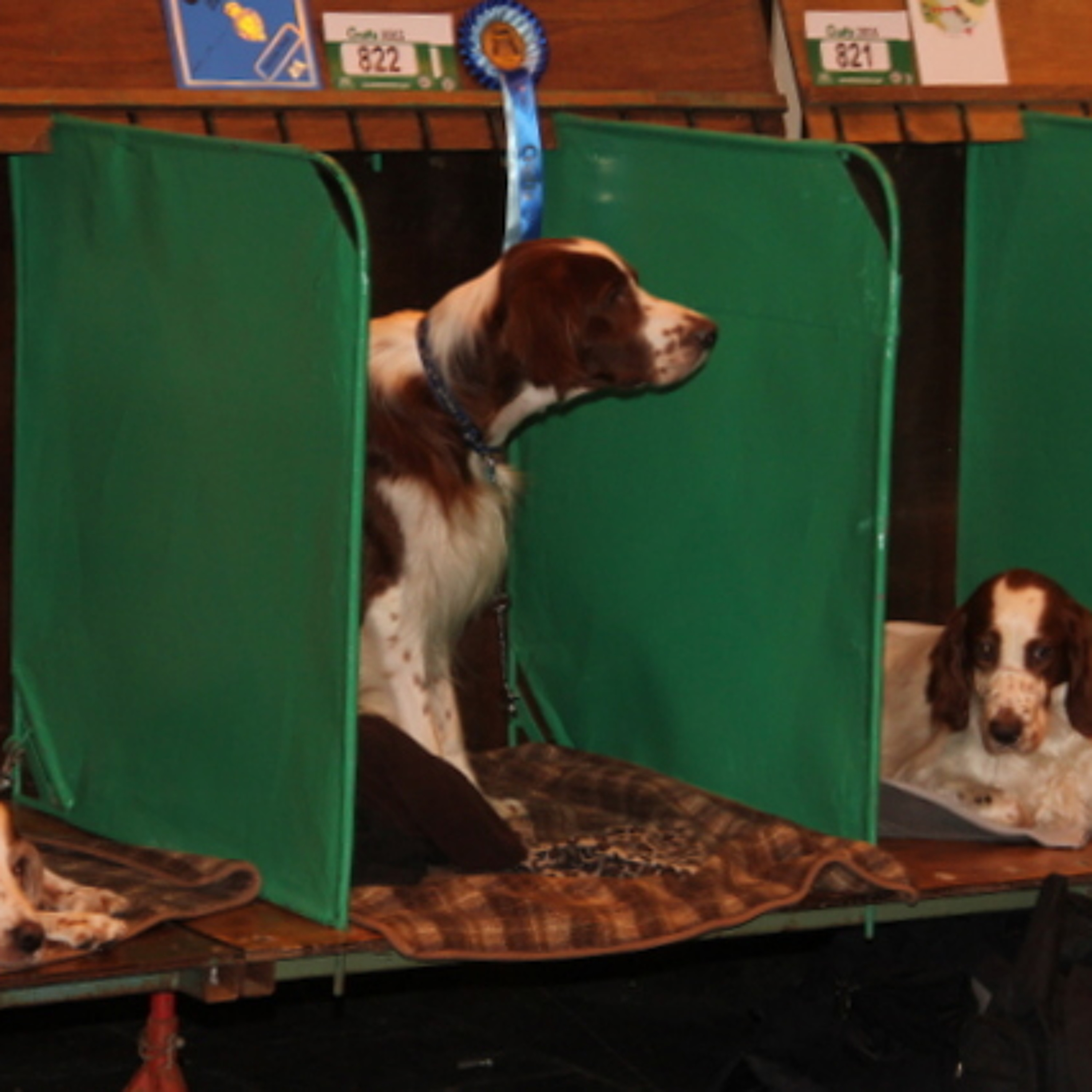 Pete the Vet: Crufts controversies and why cats scratch furniture