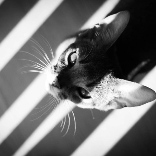 Christine (Instrumental) Parallel Release