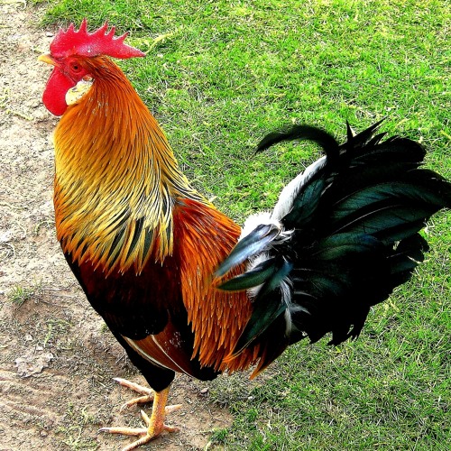 Dr Octopush & The Message- Respect The Cock