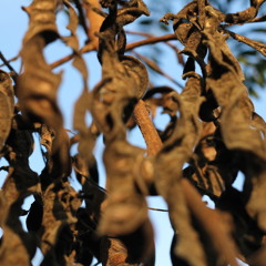 Make Me Lovely (Laura Mvula Cover - TUBA VERSION)