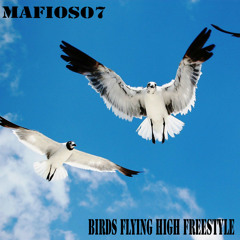 Birds Flying High Freestyle