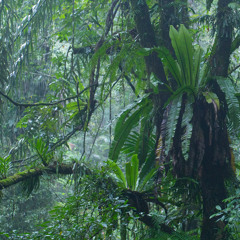 Java's Last Rainforests - Gunung Halimun National Park, Indonesia