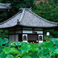 The Disko Starz- 蓮の子供