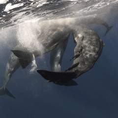 Sperm whale pod clicks