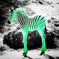 Zebrafohlen