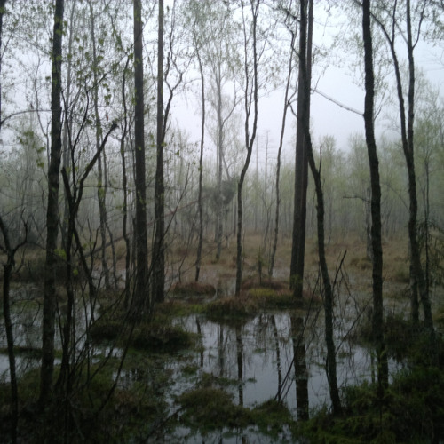 Something On The Swamp
