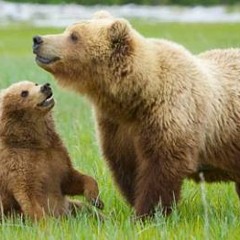 Ursus Arctos Horribilis