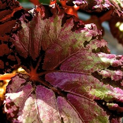 Odd Preludes II (Vivace E Brilliante)