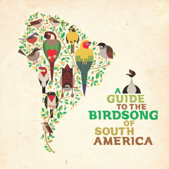 Gallineta Chica (A guide to the birdsong of Southmerica)