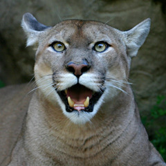 TRAVISWILD's Animal Kingdom Radio 040 - PUMA