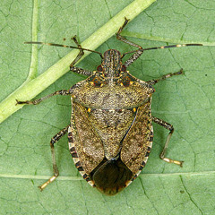 Mr. Stinkbug