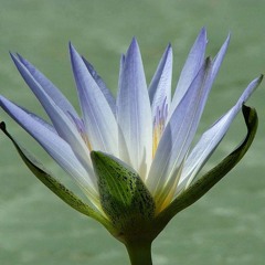 Meditacion de la mañana. Consciencia