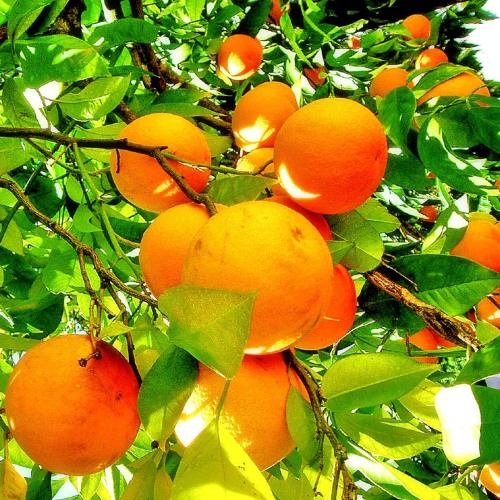 I Am Kurious Oranj Rar I Am Kurious Oranj Rar