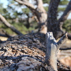 hungryghosts (unmastered excerpt from Organ Donor EP)