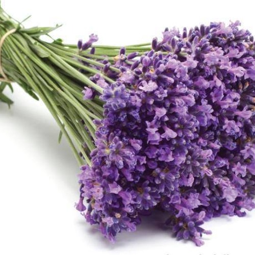 Stream Lavender's Blue (Dilly Dilly) Lily James by Edonis Kan