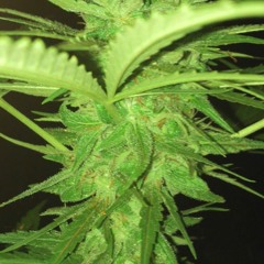 Cientoochenta Spliff