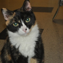 MONEY YUNG TUP GUCCI BREKFAST